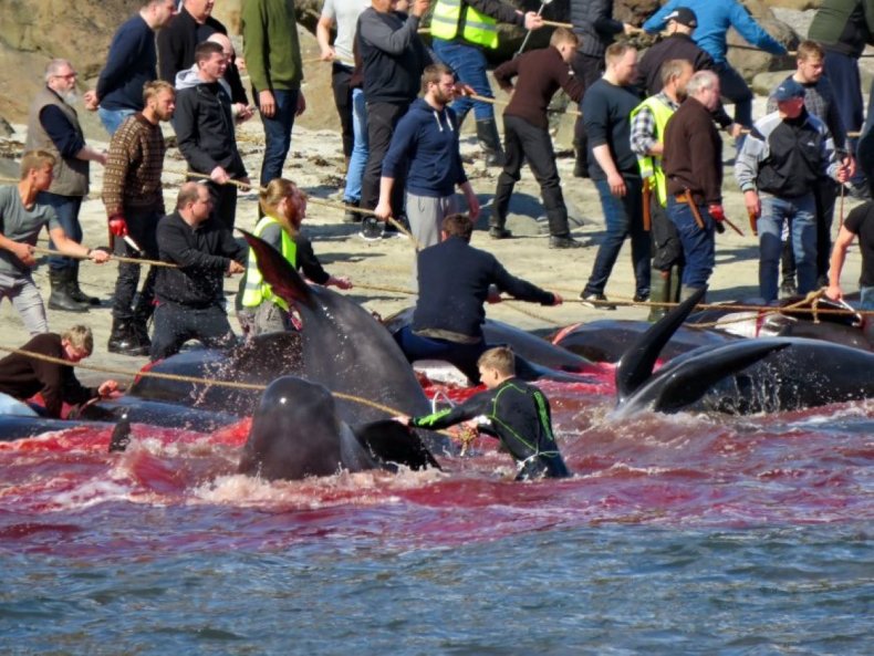 Pilot whales