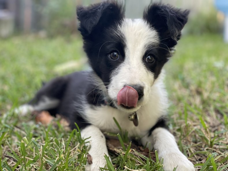 australsk border collie