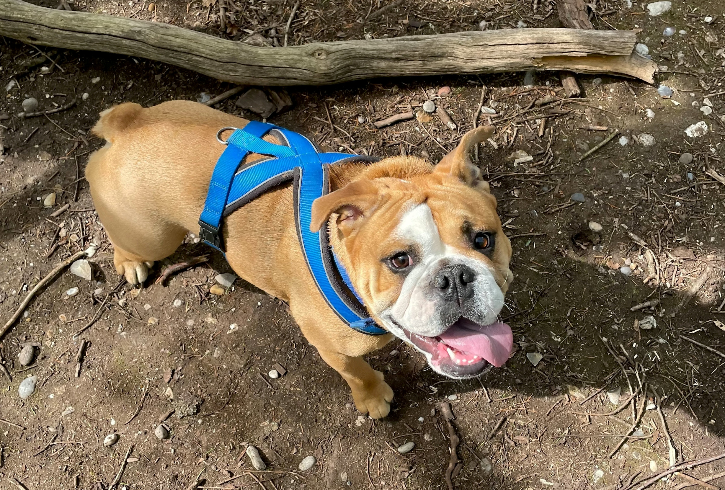 Ruffwear harness for english 2024 bulldog