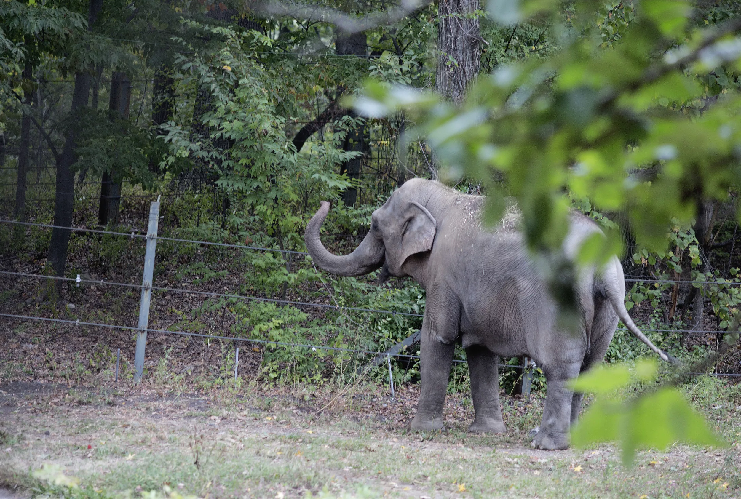 Judge Rules Elephant Is Not a 'Person,' Will Not Be Freed From NYC Zoo - Vimarsana News