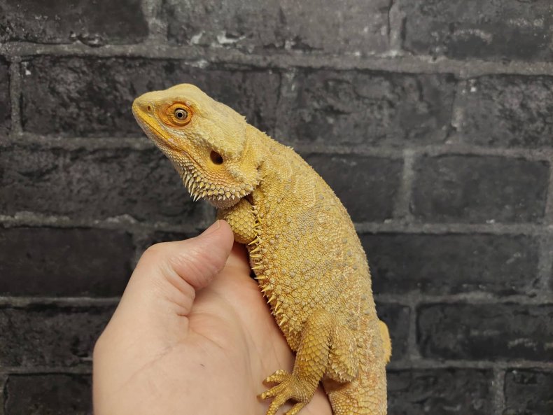 Bearded dragons are expensive pets