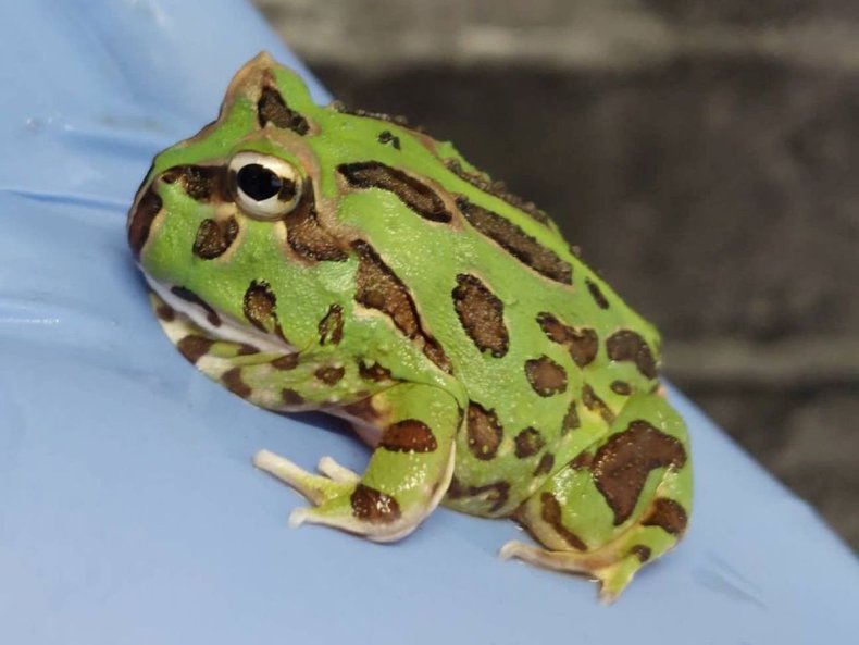 Baby horn frog