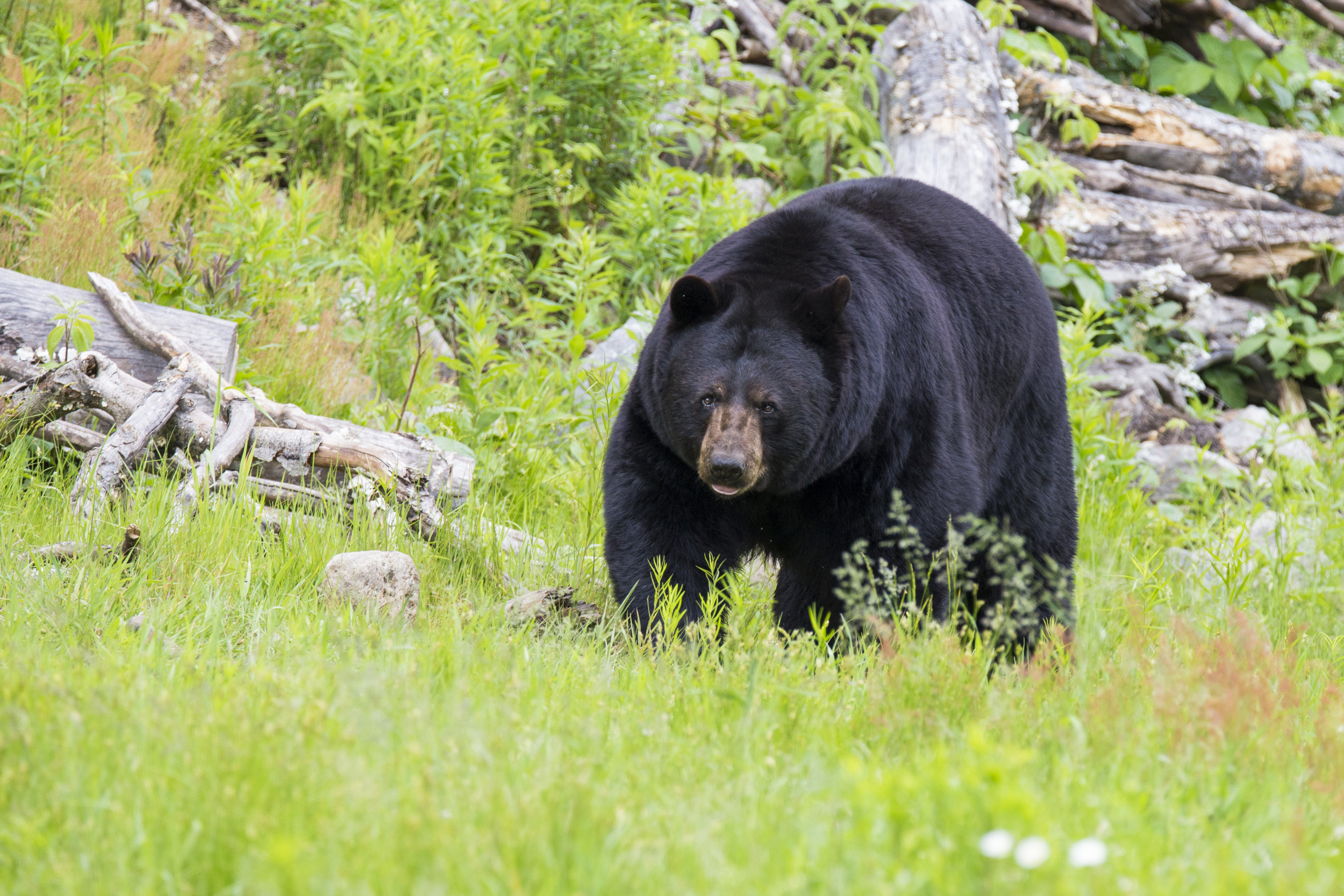 Family Ambushed by 350-Pound Bear While Sleeping in Tent