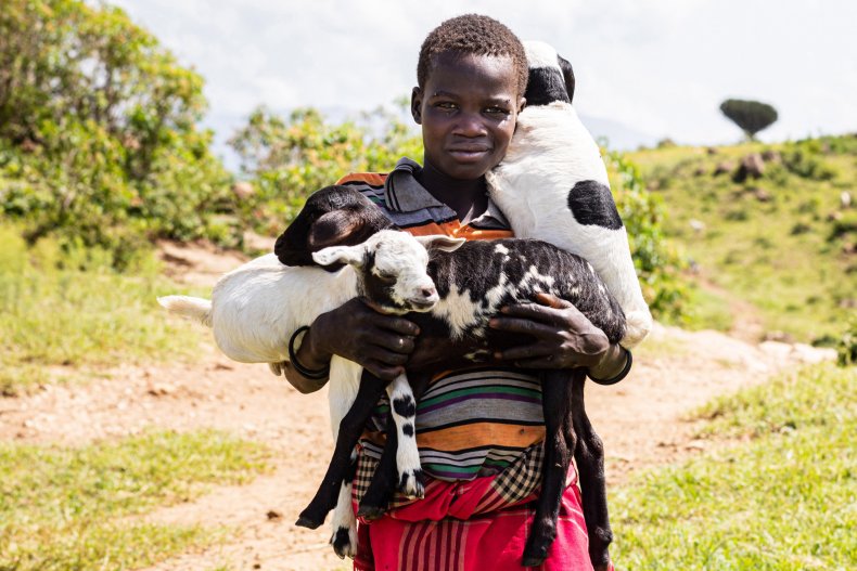 A boy holds lambs 