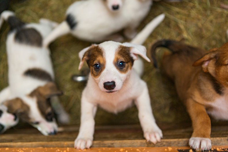 Man backed for not helping dog's puppies