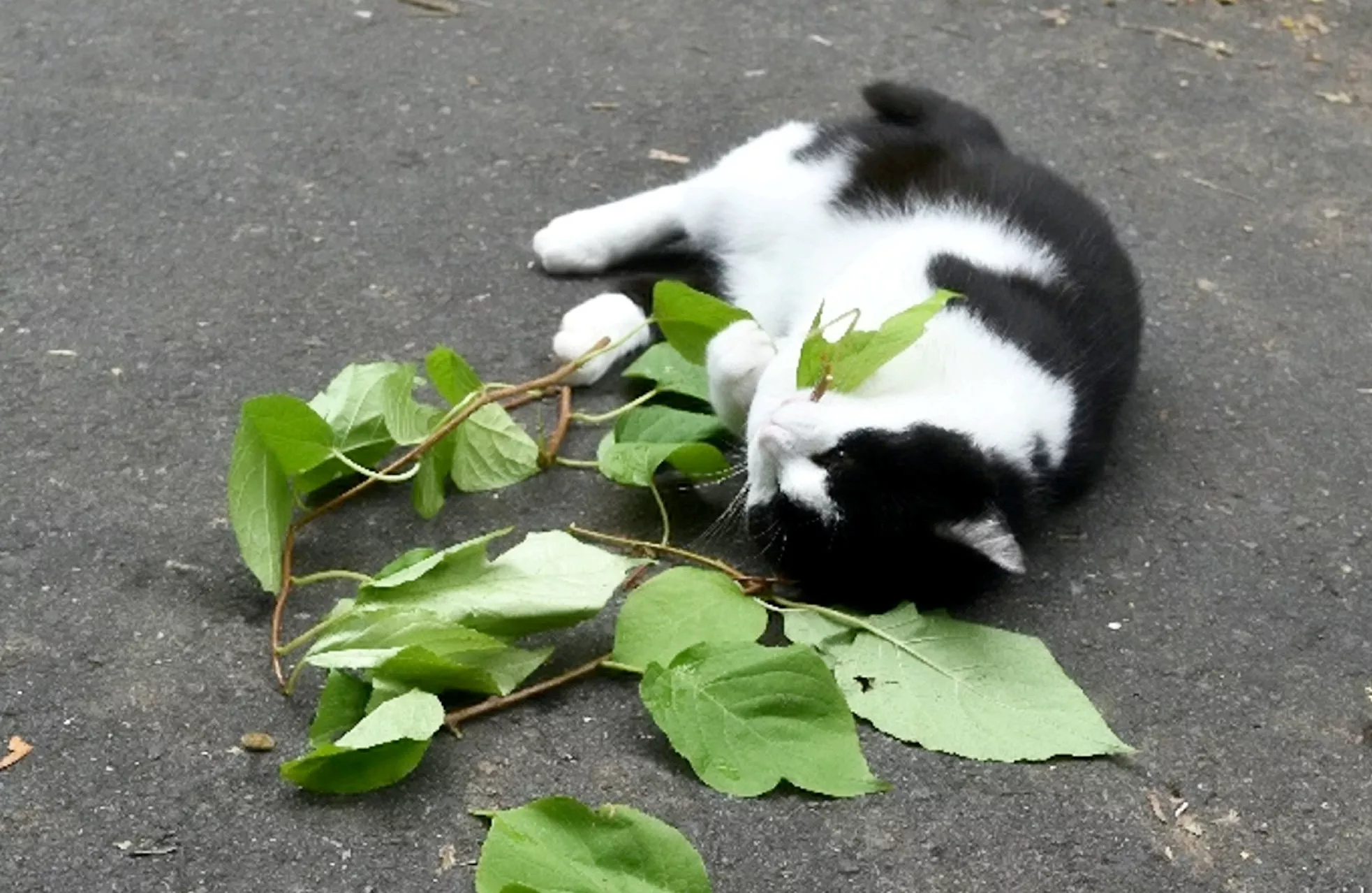 Cats Get Hooked On Catnip Because It Protects Them Against Mosquitoes: Study - Vimarsana News