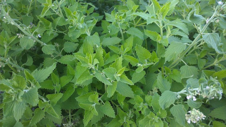 Catnip plant generic photo