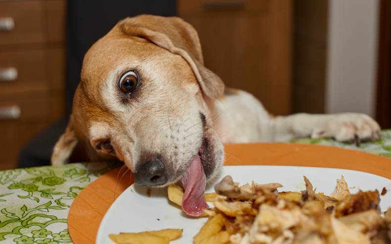 A dog stealing food off a plate.