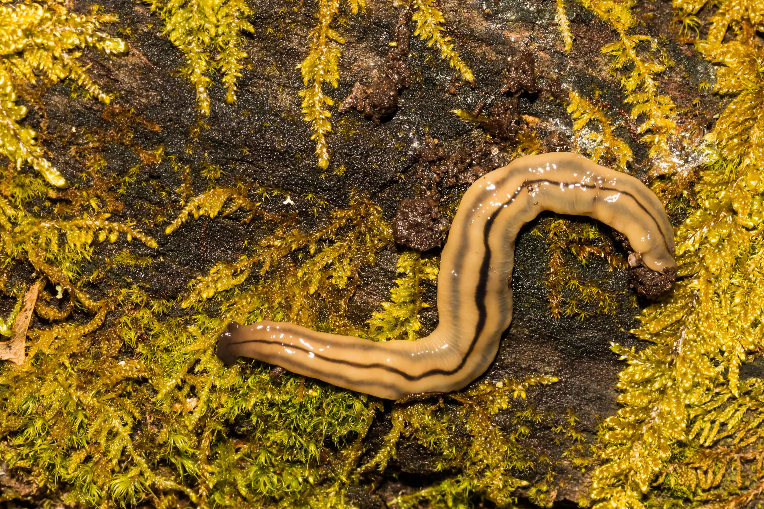 Chopping up Invasive Worms Makes New Individuals, California Officials Warn - Vimarsana News