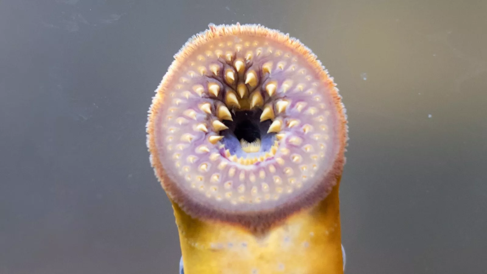 Invasive blood-sucking lampreys are about to spawn in great lakes