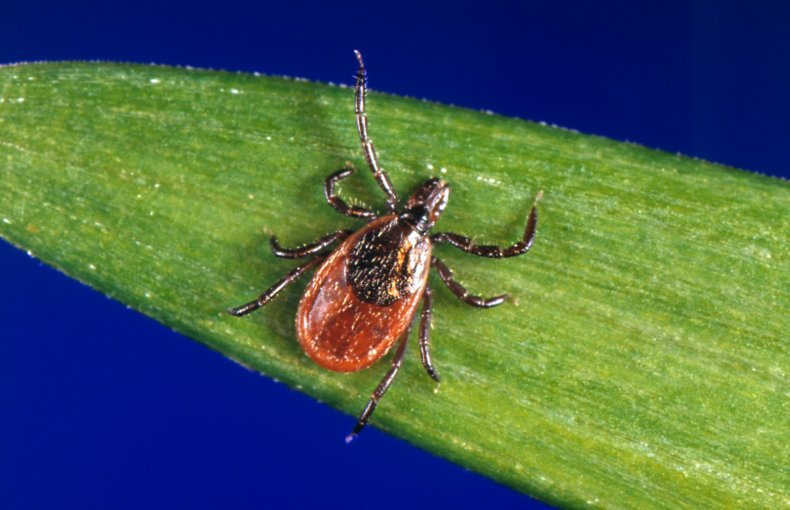 A black-legged tick
