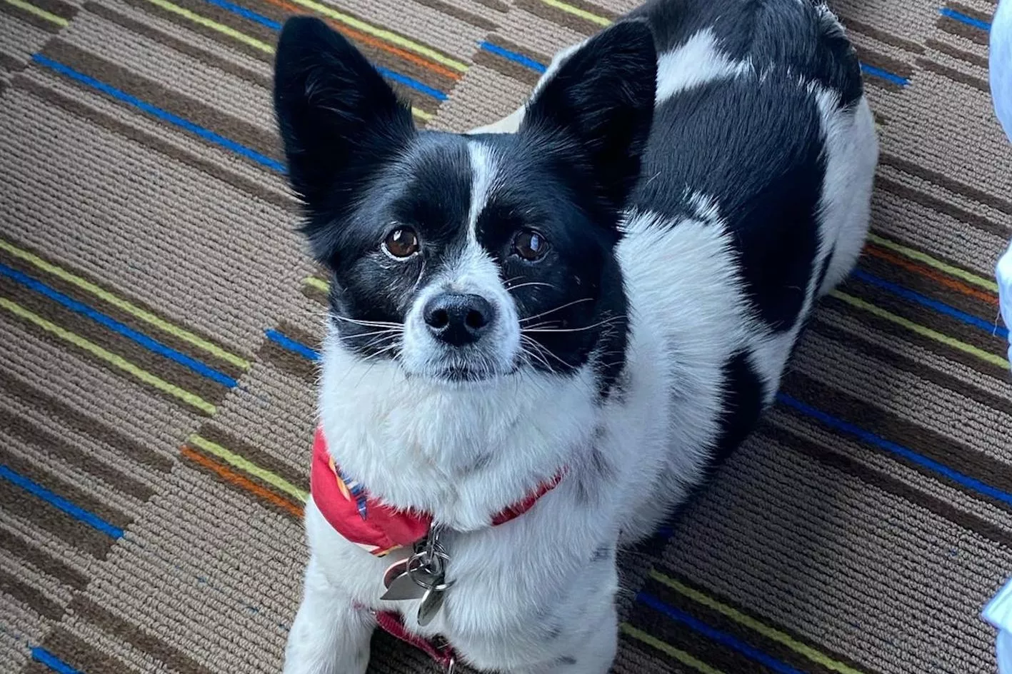 Yulin Dog Meat Survivor's Happy New Life in U.S.: 'Endless Treats and Toys' - Vimarsana News