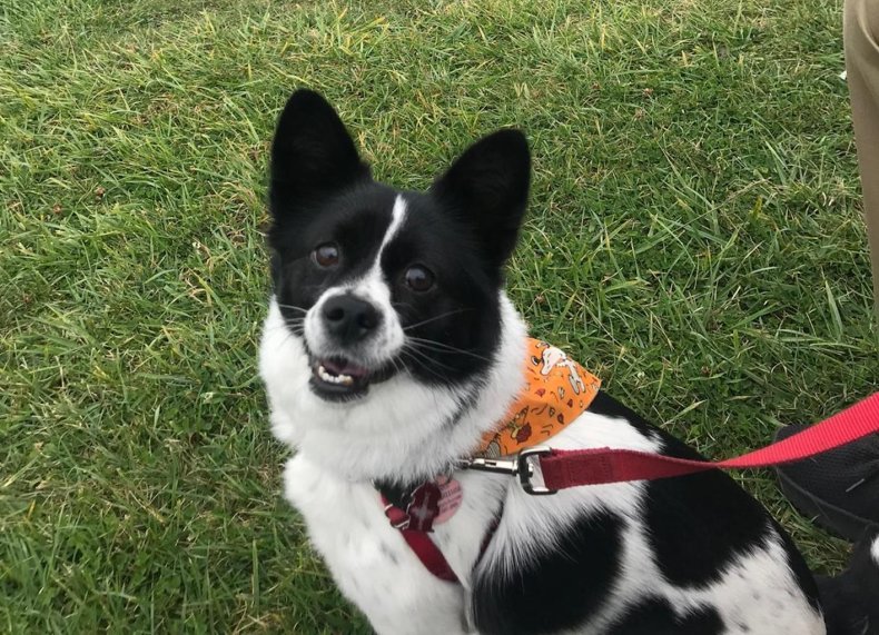 Little Ricky, who was rescued from Yulin
