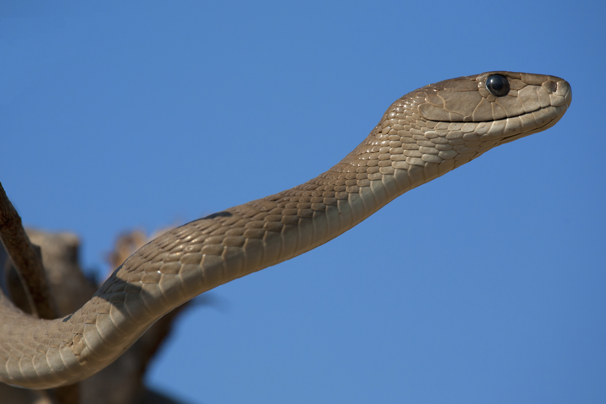 Huge, Chunky Black Mamba Found Hiding Under Kid's Bed - Newsweek