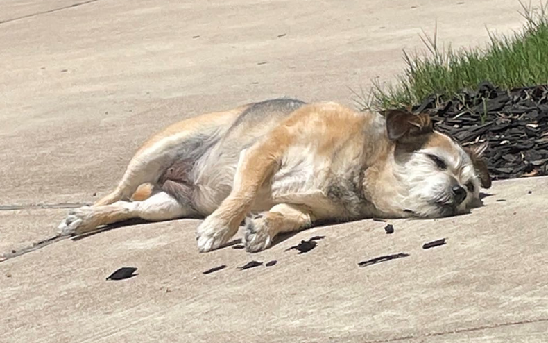 Emma Berquist's dog Monkee lying down.