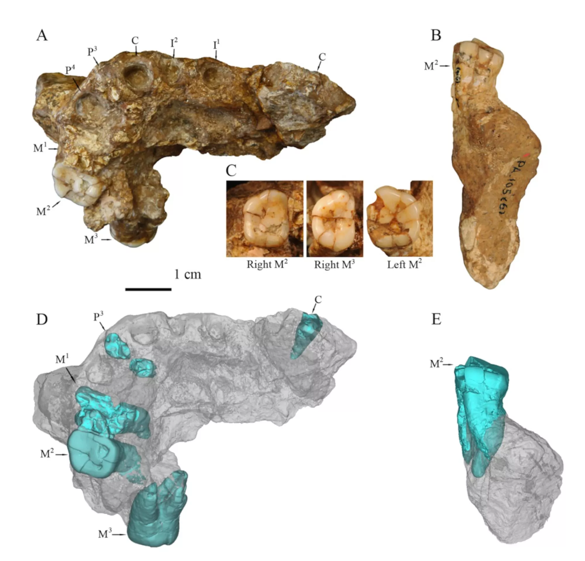 Ancient Site Could Be Location of Oldest Known Early Human Fossils in China - Vimarsana News