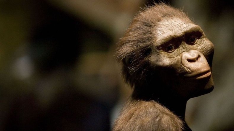 Hominid Australopithecus afarensis