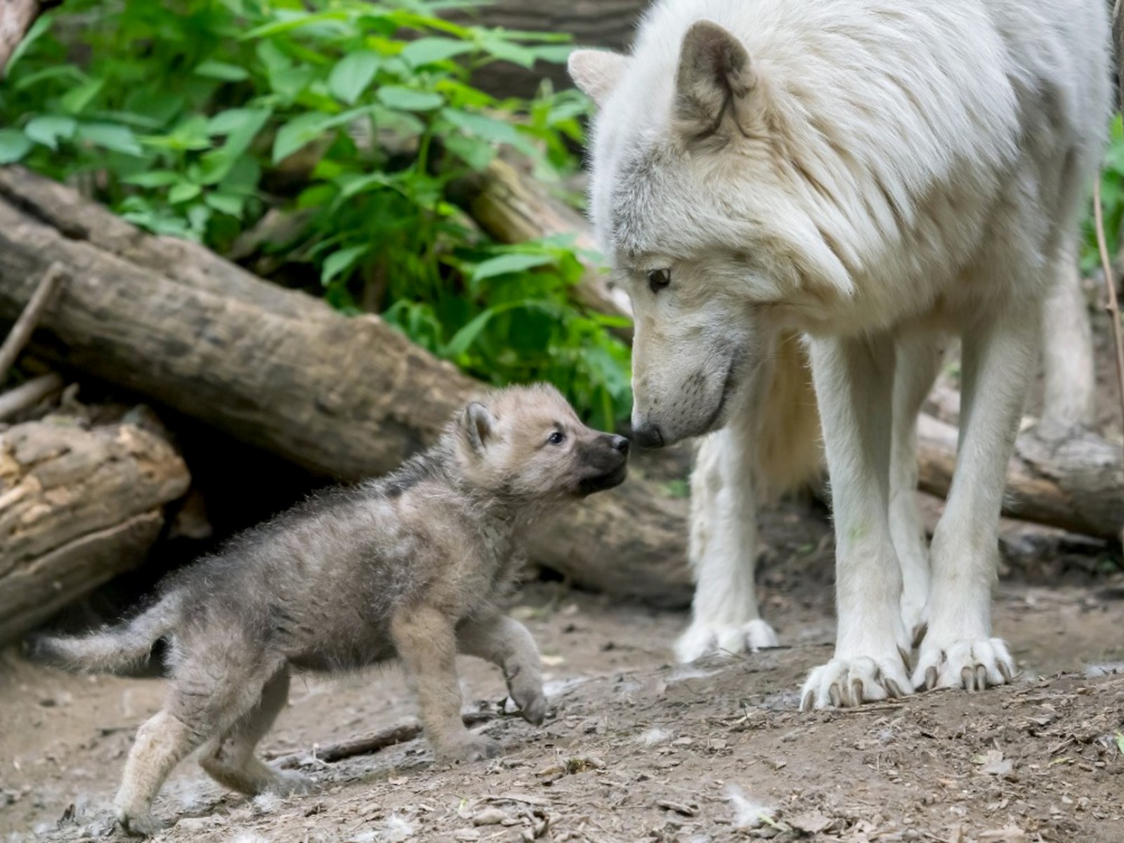 Arctic Wolf Pup | epicrally.co.uk