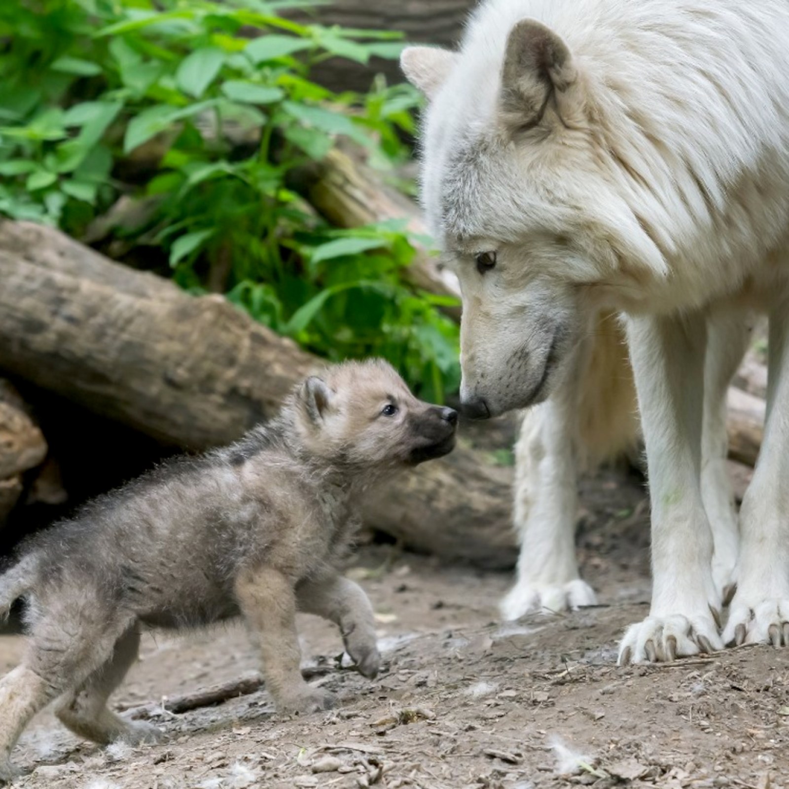 Arctic Wolves Fighting