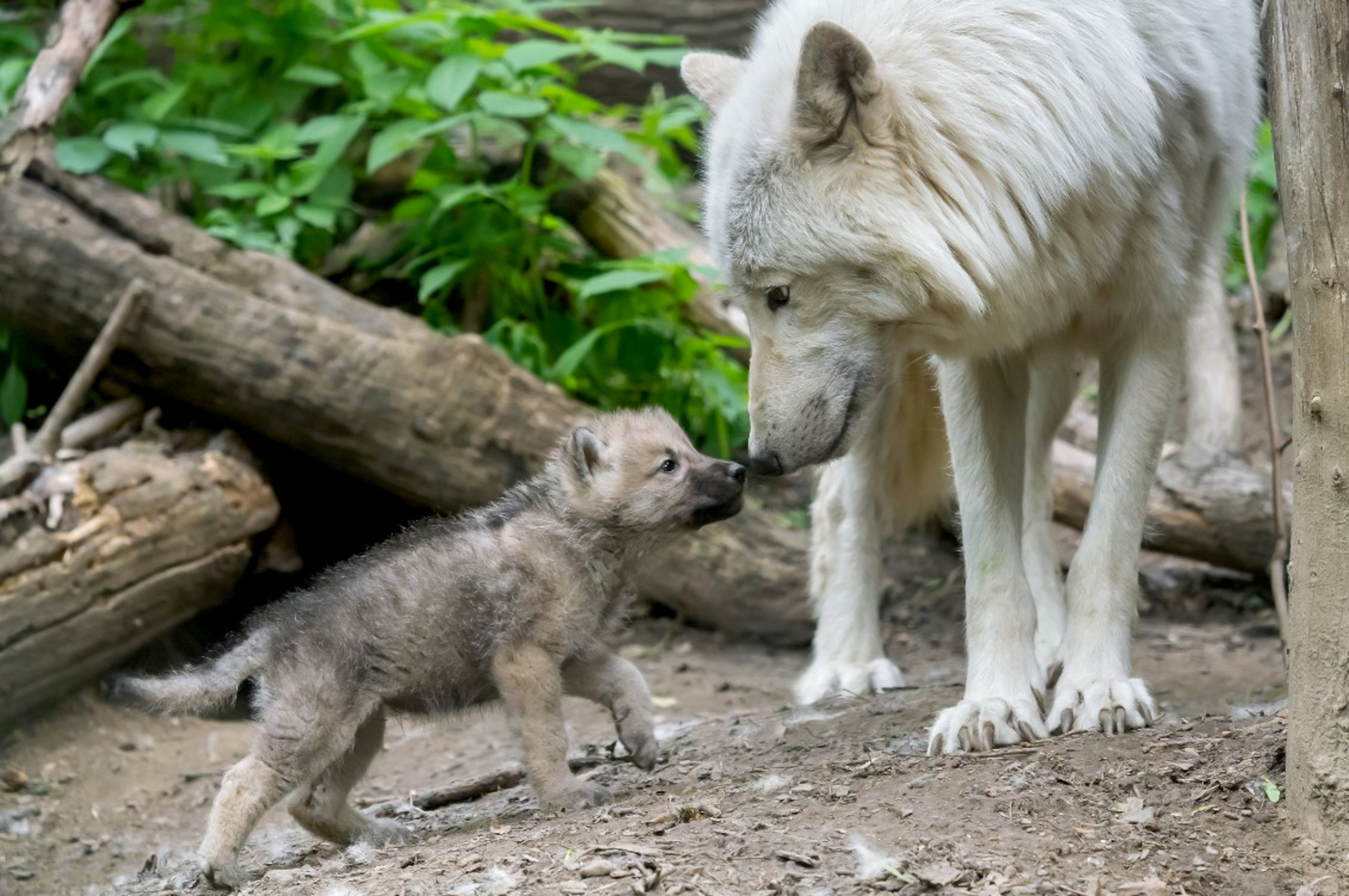 Wolf Pups With Mother Wolf Pups With Mother