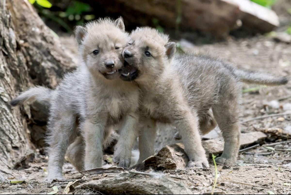 Arctic wolf cubs at Schonbrunn Zoo Austria