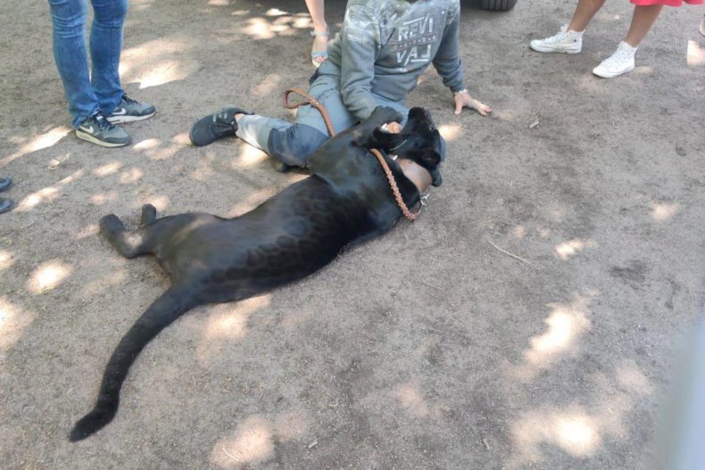 Black panther at photo shoot in Russia