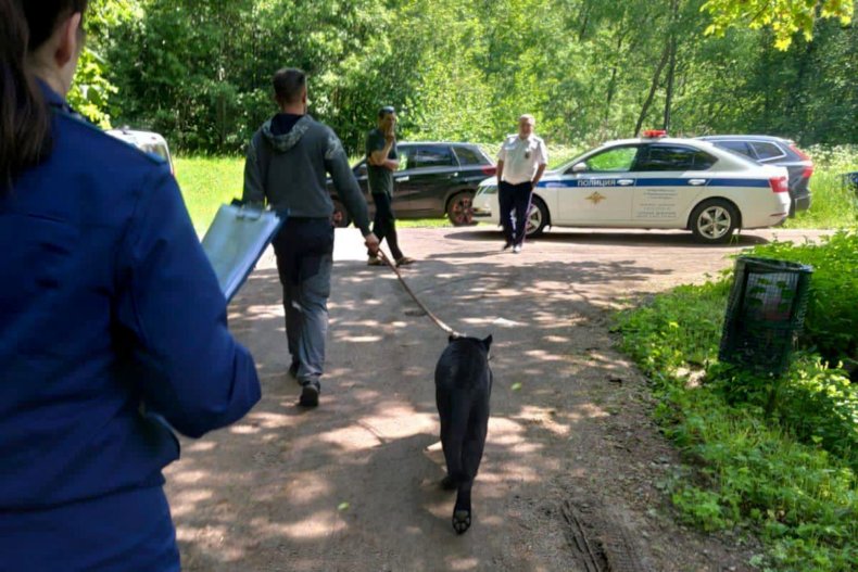 Black panther at photo shoot in Russia