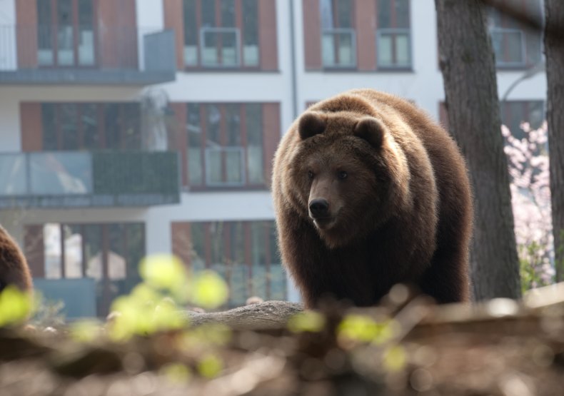 Bear in suburban area