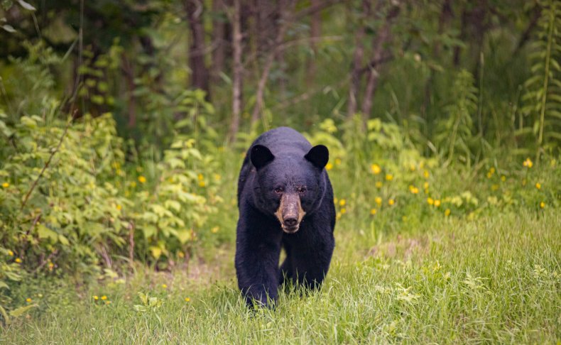 Black Bear on Trail