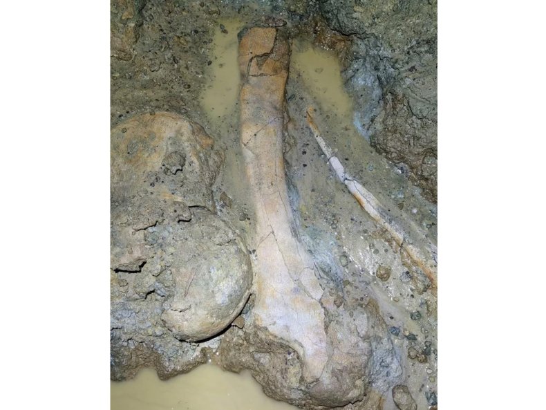 Prehistoric Fossil Found 