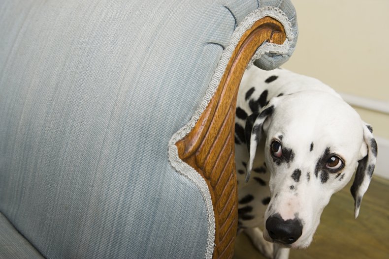 Dalmation by a chair