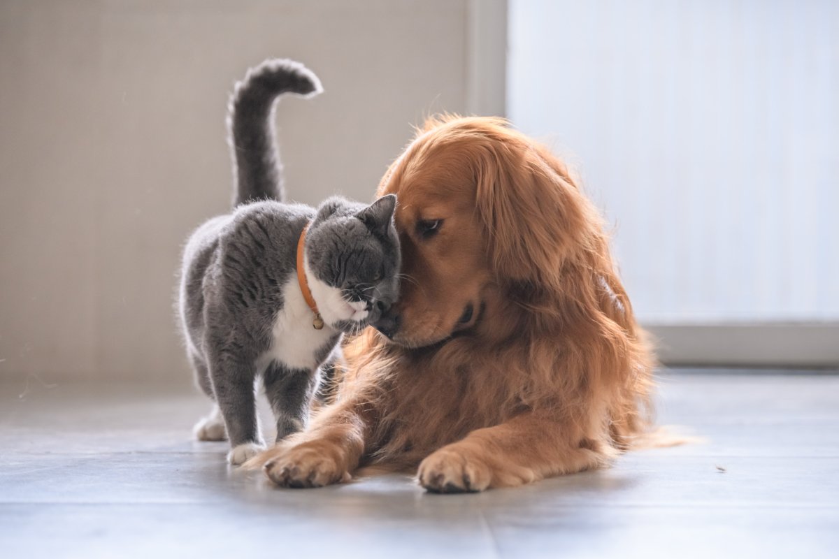 cat and dog cuddling