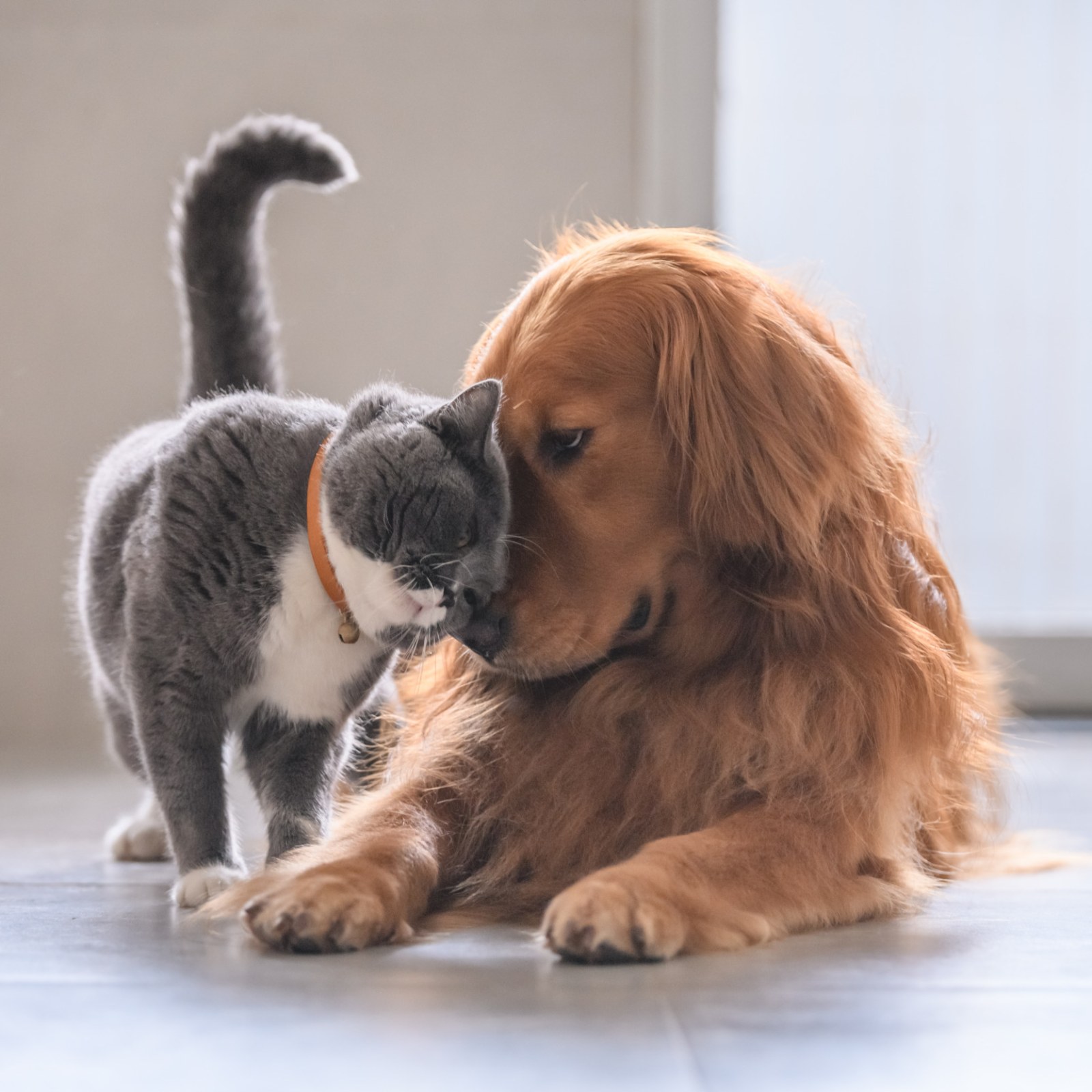 Owner Shares Adorable Video Of Difference Between Her Cat And Dog