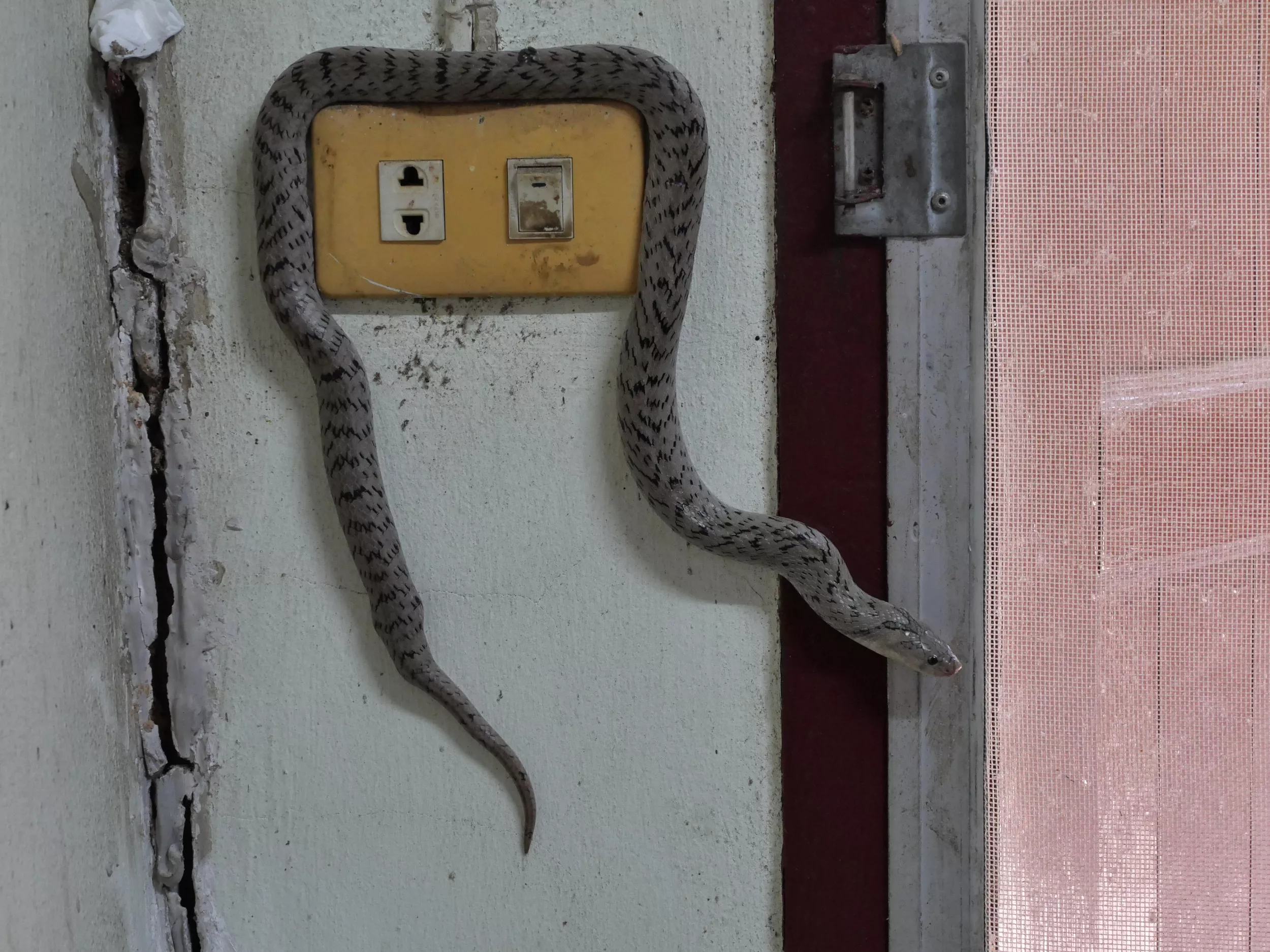 Snake Bites Kentucky Mom's Eye Socket As She Ran to Her Daughter's Screams - Vimarsana News