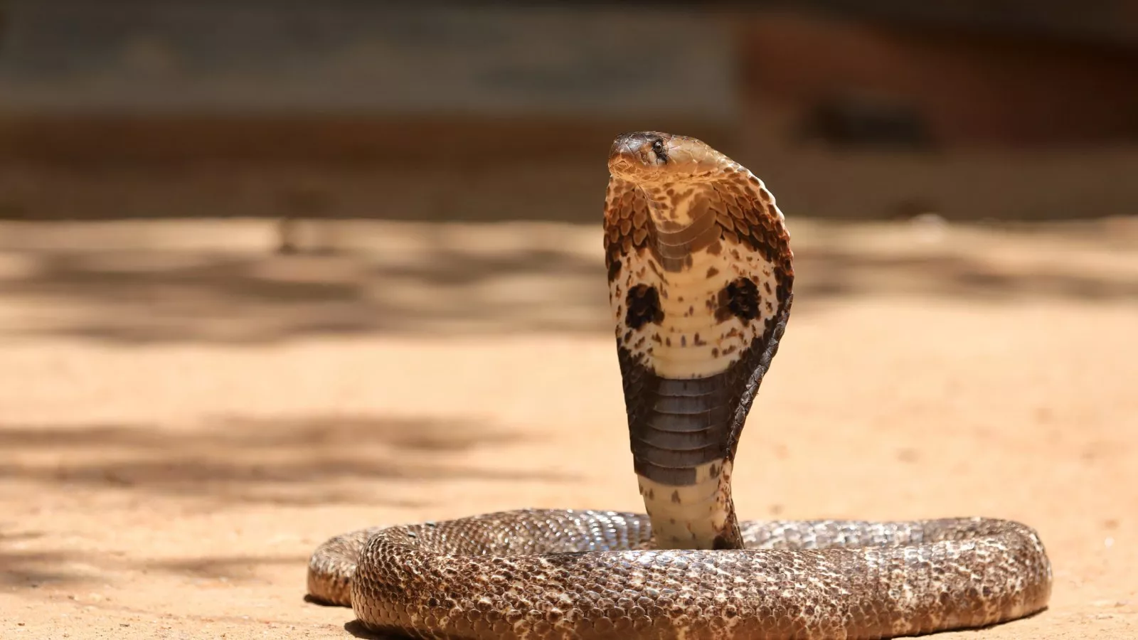 Watch giant cobra swallow huge viper in horrifying video