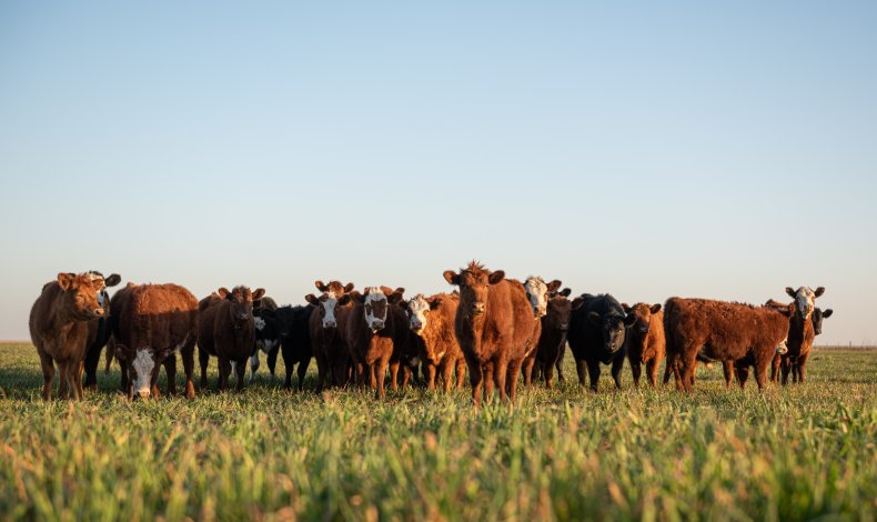 Cattle deaths explained? NASA warns of deadly magnetosphere "rifts" that cause mass extinctions Cattle