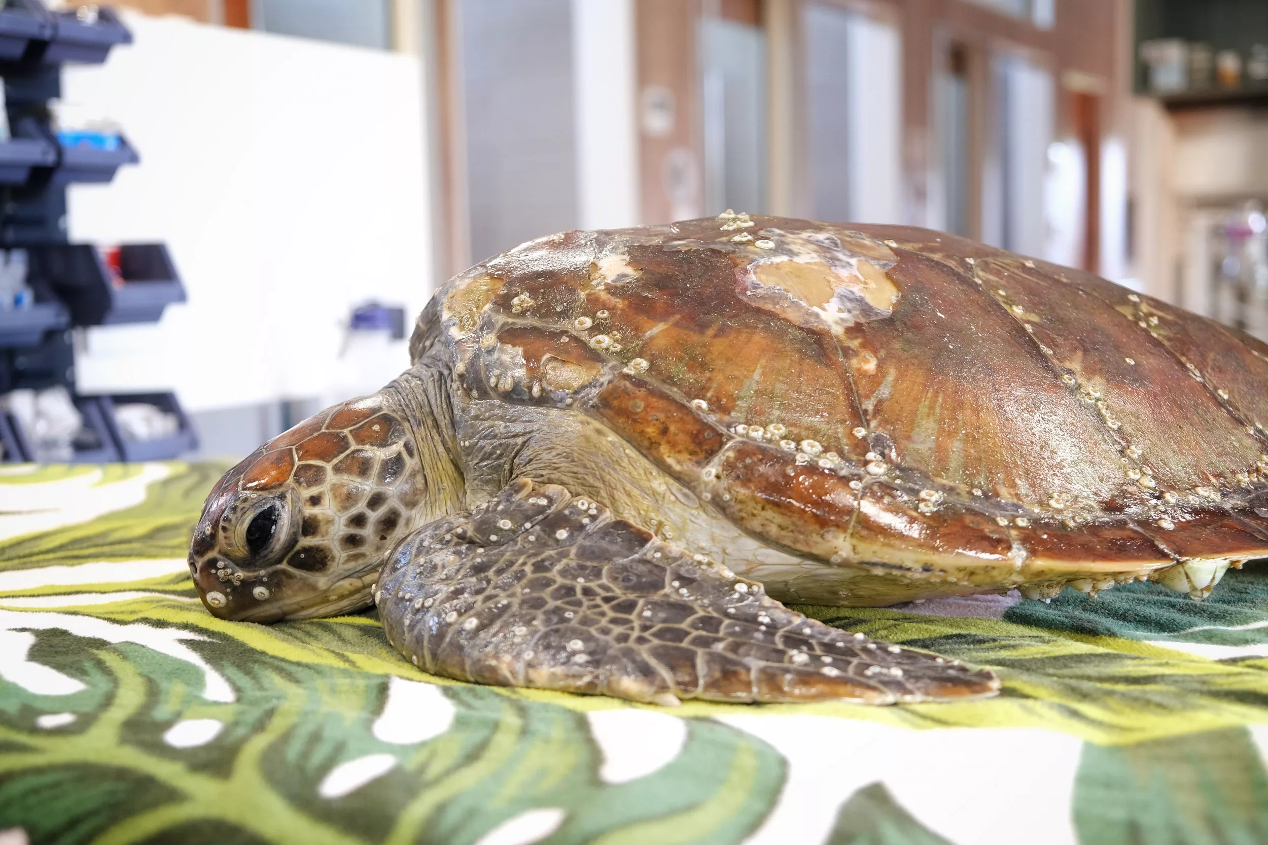Mystery Disease Is Making Sea Turtle Shells Melt Exposing Bone Beneath - Vimarsana News