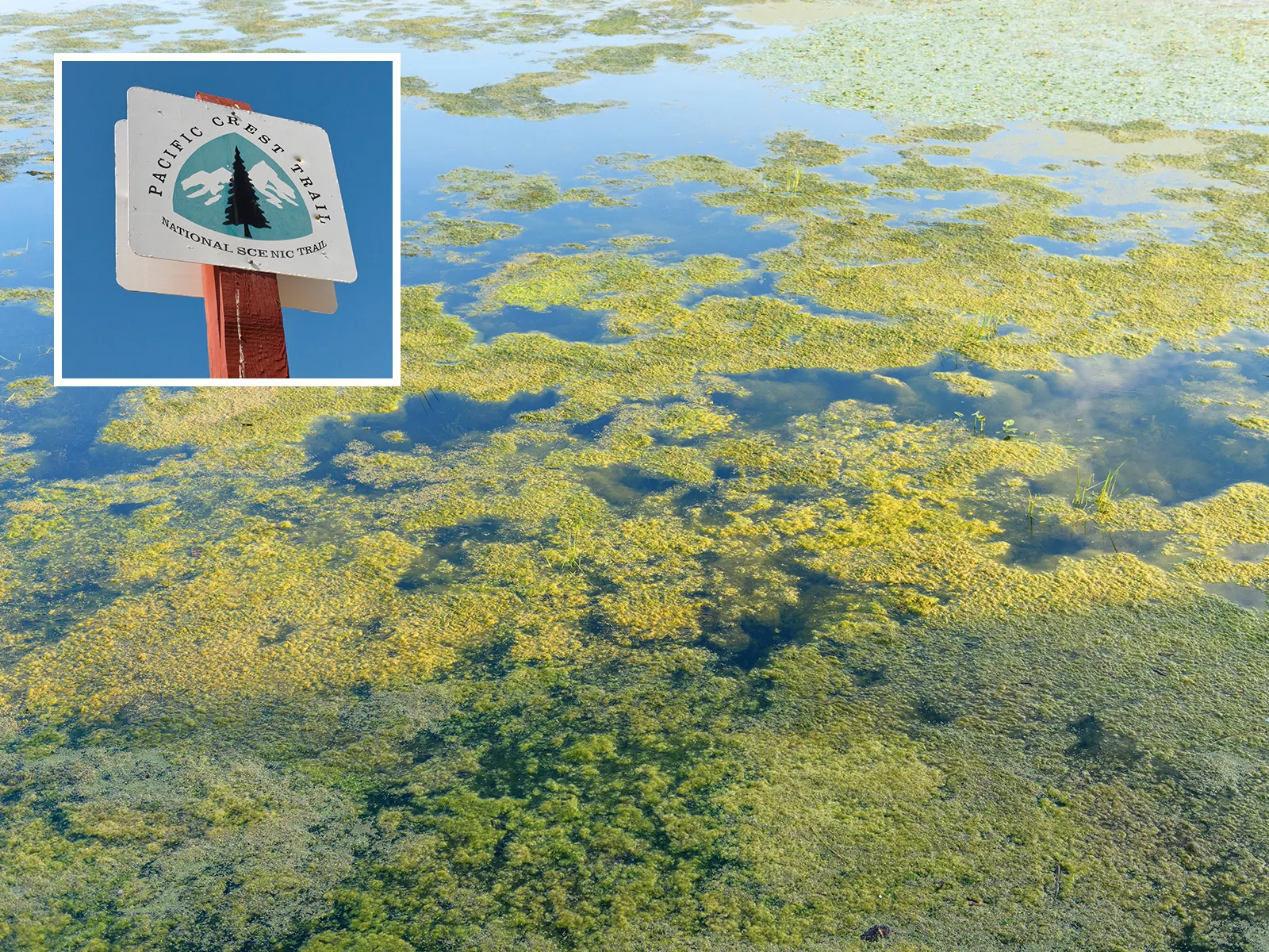 Algal Bloom Potentially Sickening Hikers on California Trail - Vimarsana News