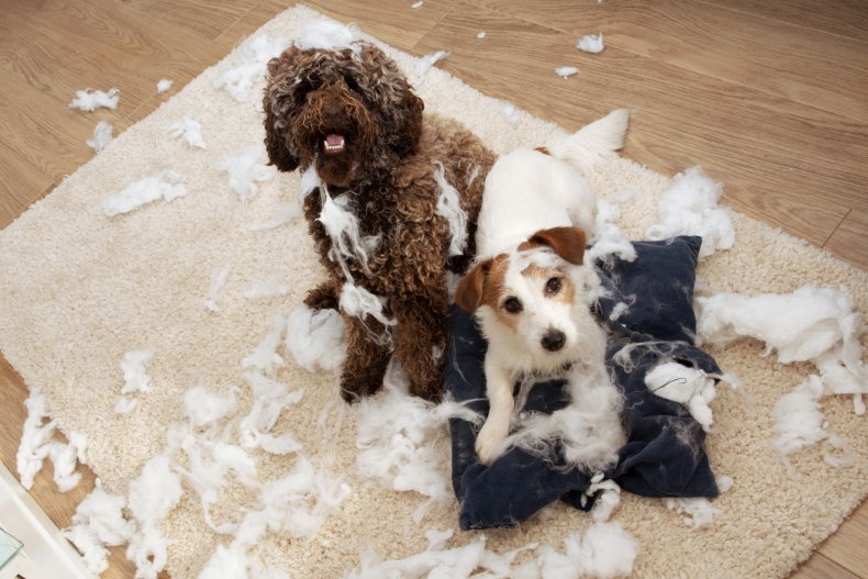 Dogs torn up living room