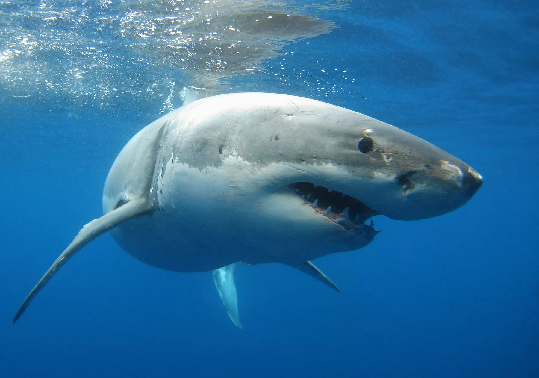 Monster, 15ft Great White Filmed Off Cape Cod: 'That Thing Is Enormous' - Vimarsana News
