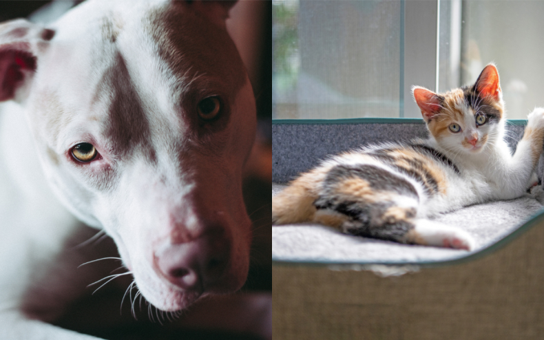 A dog and a cat.
