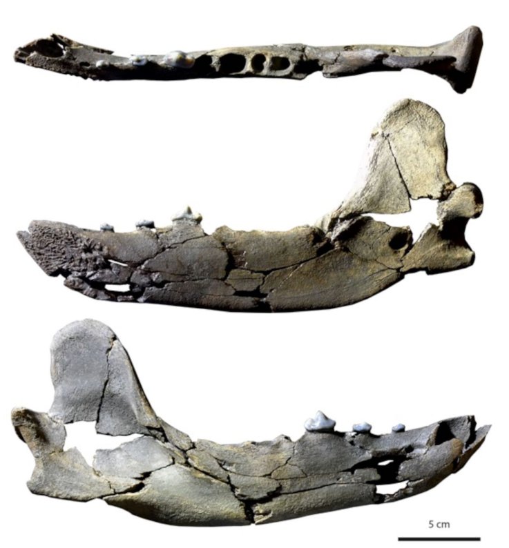 Bear dog jawbone fossils