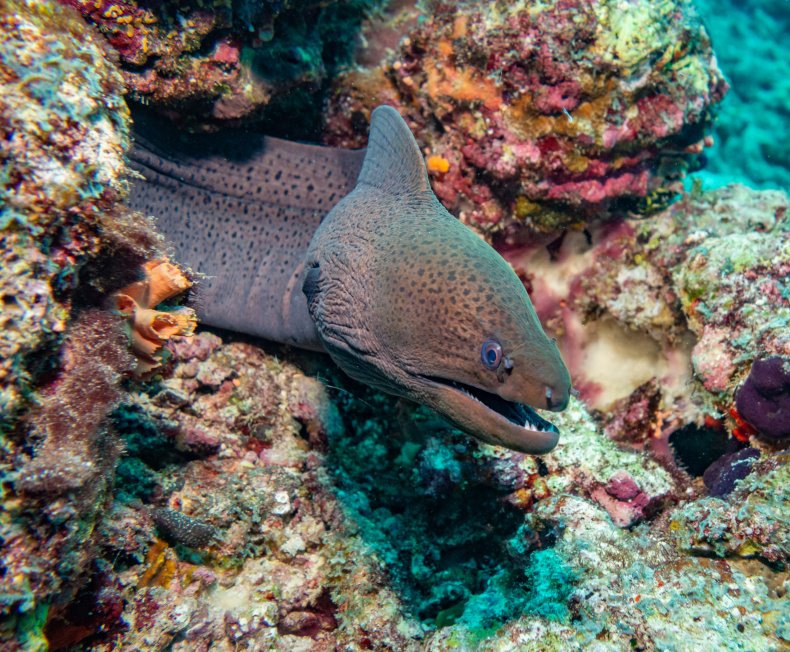 Moray Eel