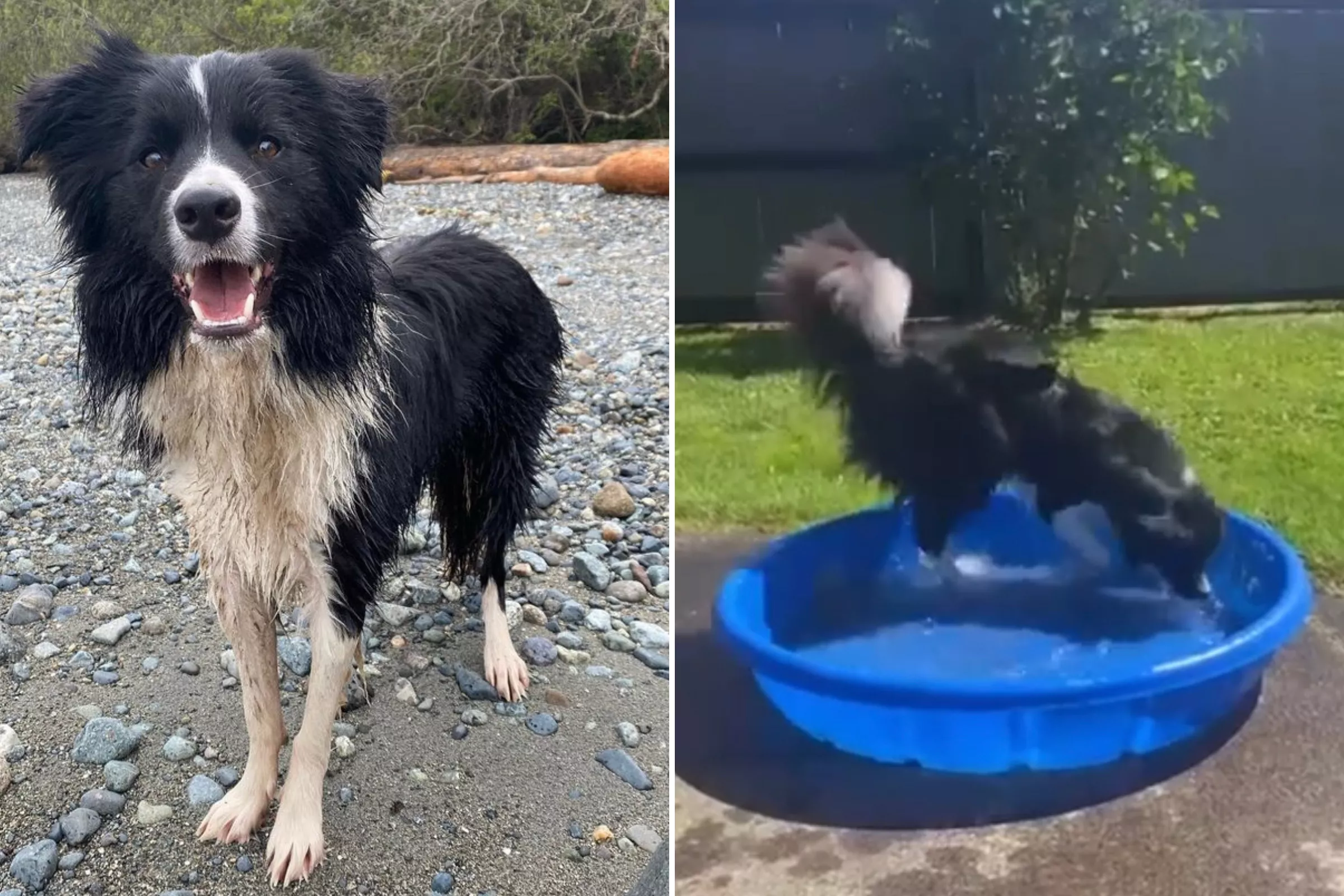 Grieving Pet Owner Issues Warning About Kids' Pools After Dog's Death - Vimarsana News