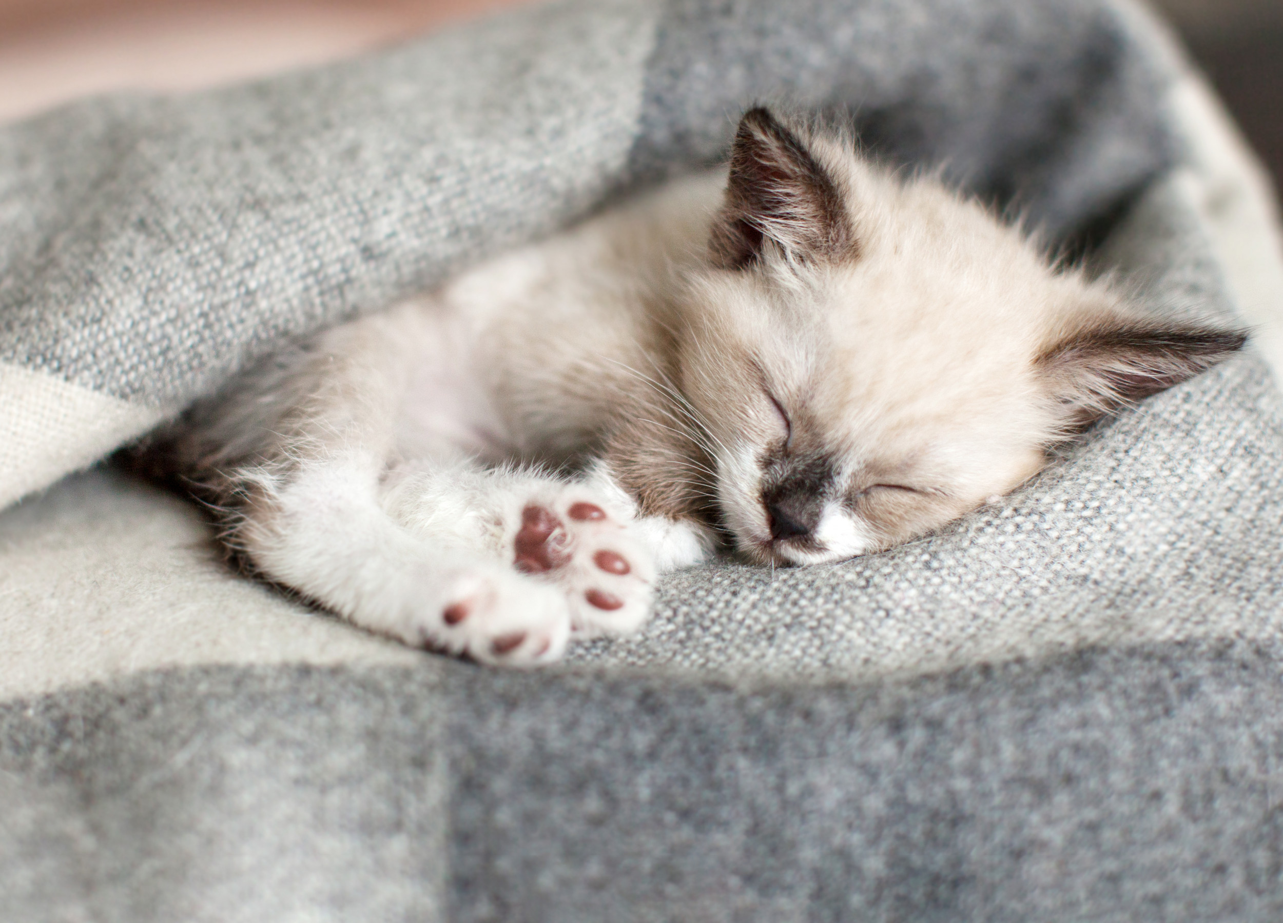 Sweet Sleepy Kitten Delights Internet: 'Adorable' - Newsweek 