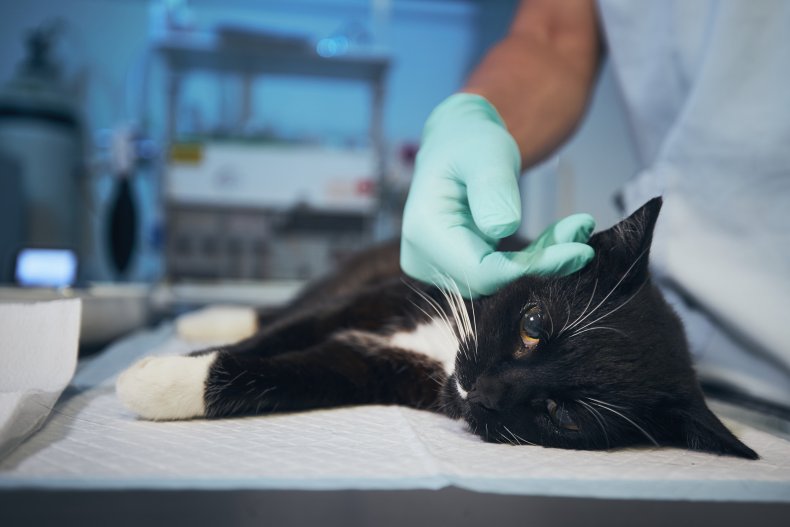 A cat being treated by a vet