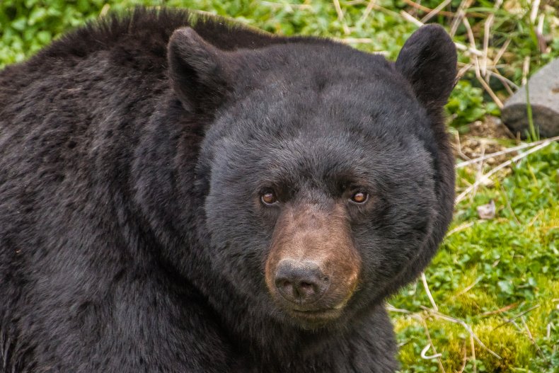 Black bear