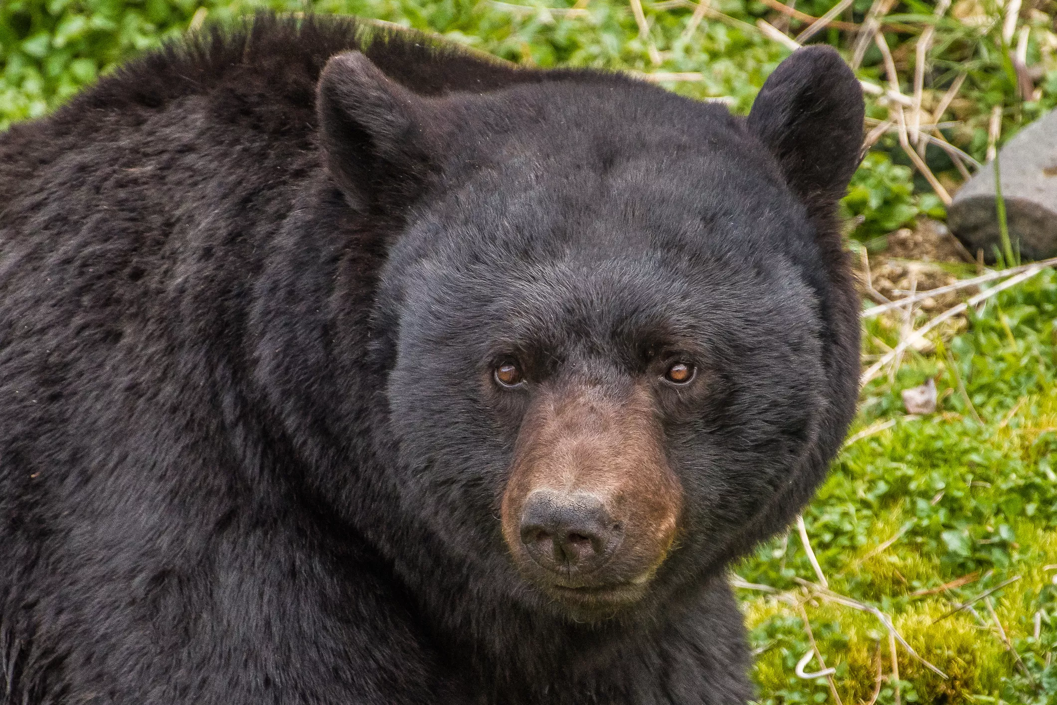 Tennessee: 90-Year-Old Woman Fights Off Attacking Bear With Deck Chair - Vimarsana News