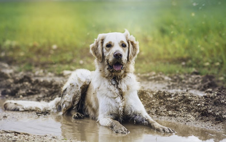 Muddy dog in puddle