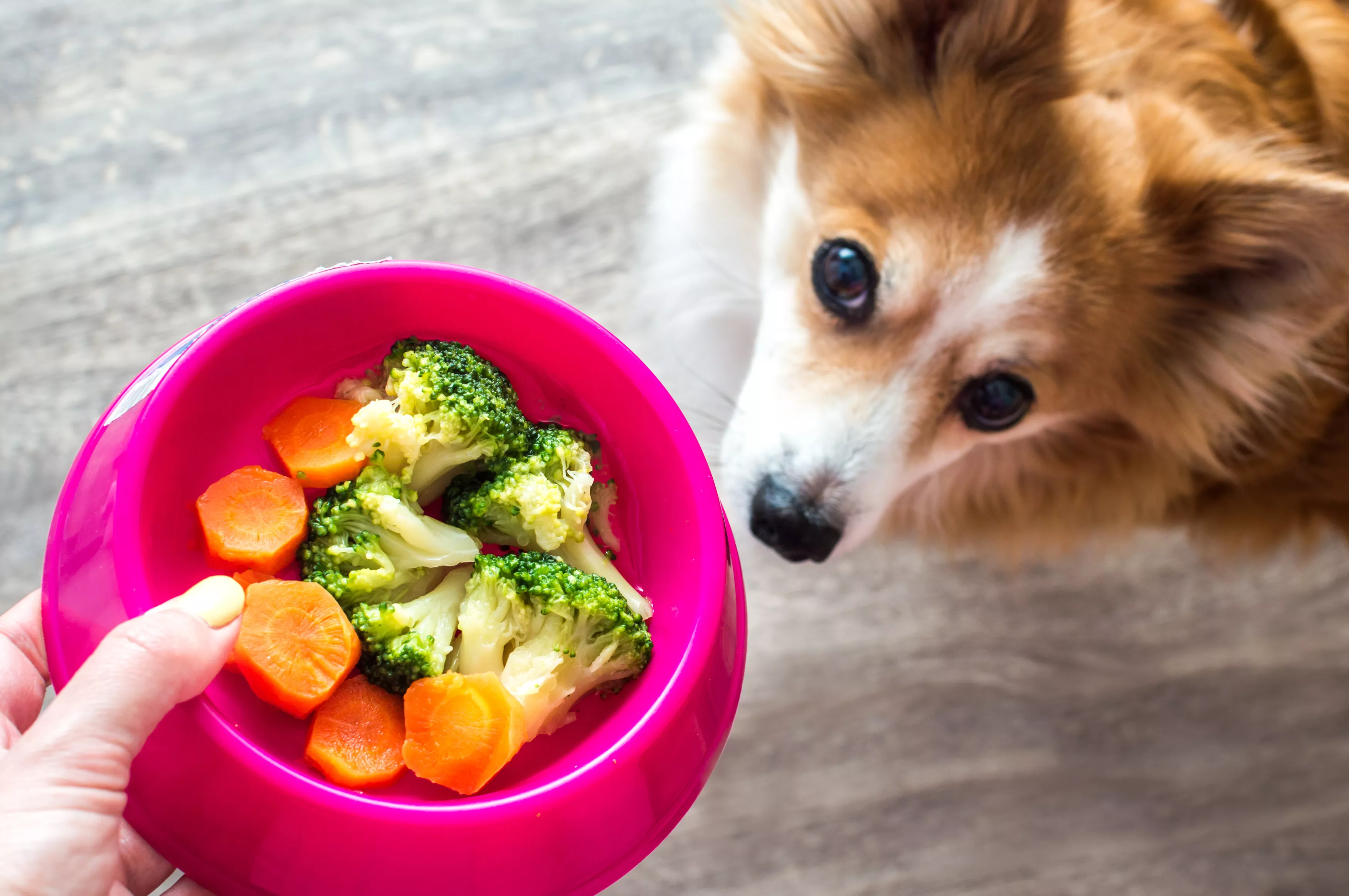 Healthy Human Foods That You Can Give Your Puppy as a Treat - Vimarsana News